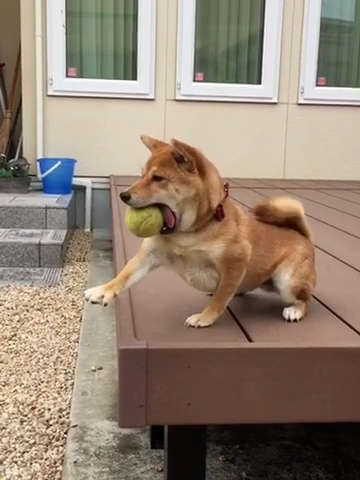 動物,犬,猫,しつけ,飼い方,育て方,病気,健康