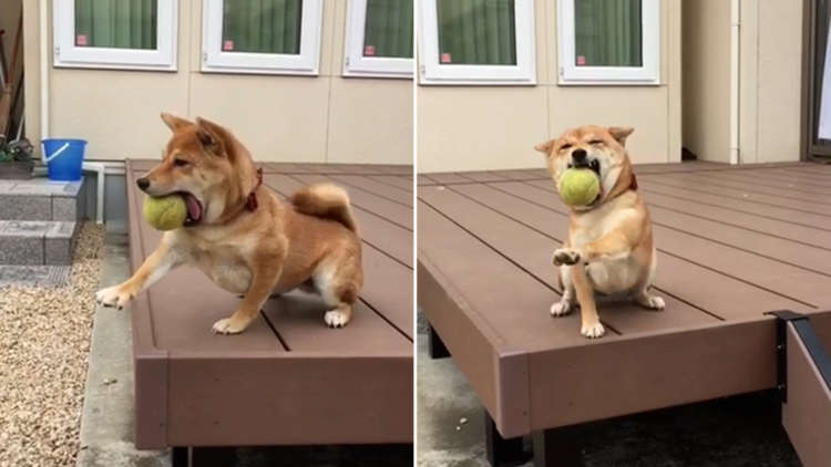 ボールを咥えたままテラスから降りたい柴犬 → プルプルと手を伸ばす姿が何度見ても面白い(*´Д`)