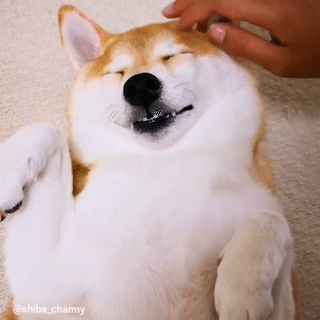 動物,犬,猫,しつけ,飼い方,育て方,病気,健康