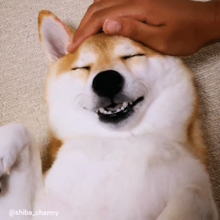動物,犬,猫,しつけ,飼い方,育て方,病気,健康