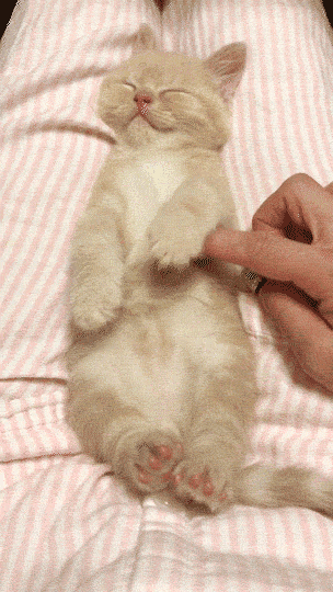 動物,犬,猫,しつけ,飼い方,育て方,病気,健康