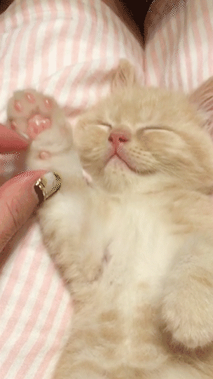 動物,犬,猫,しつけ,飼い方,育て方,病気,健康