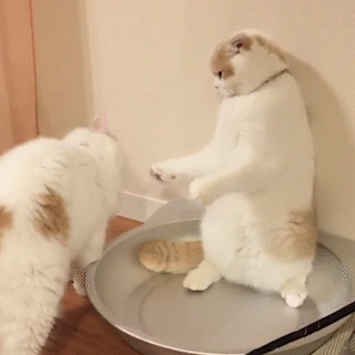 動物,犬,猫,しつけ,飼い方,育て方,病気,健康