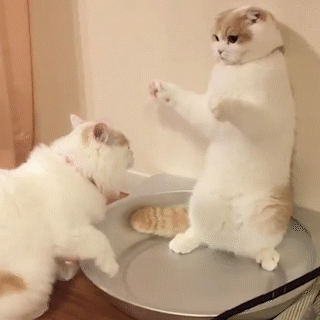 動物,犬,猫,しつけ,飼い方,育て方,病気,健康