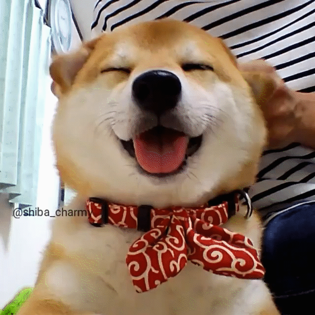 動物,犬,猫,しつけ,飼い方,育て方,病気,健康