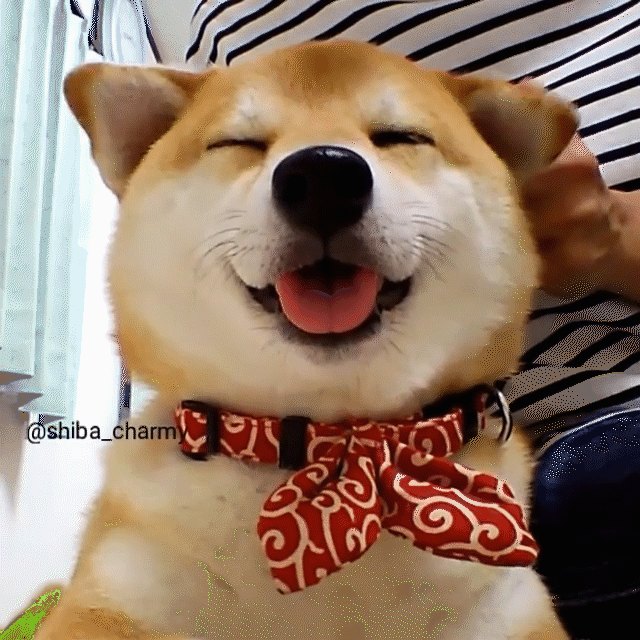 動物,犬,猫,しつけ,飼い方,育て方,病気,健康