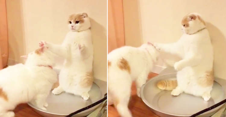 もっふもふのおててで猫パーンチ!! 真っ白兄妹ニャンコが “猫鍋” をかけて真剣勝負♪