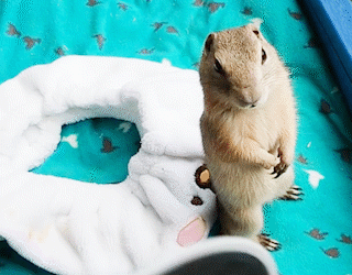 動物,犬,猫,しつけ,飼い方,育て方,病気,健康