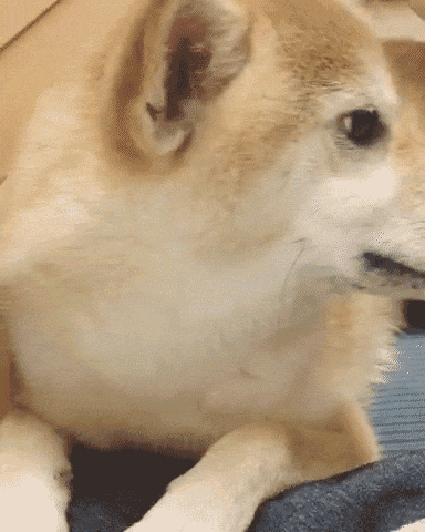 動物,犬,猫,しつけ,飼い方,育て方,病気,健康