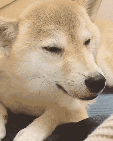 動物,犬,猫,しつけ,飼い方,育て方,病気,健康