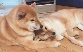 動物,犬,猫,しつけ,飼い方,育て方,病気,健康