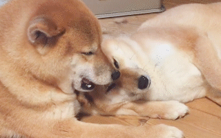 動物,犬,猫,しつけ,飼い方,育て方,病気,健康