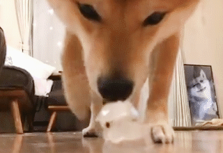 動物,犬,猫,しつけ,飼い方,育て方,病気,健康