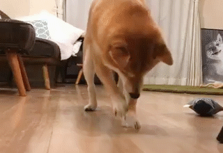 動物,犬,猫,しつけ,飼い方,育て方,病気,健康