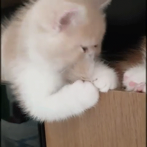 動物,犬,猫,しつけ,飼い方,育て方,病気,健康