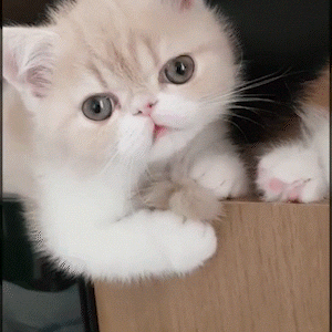 動物,犬,猫,しつけ,飼い方,育て方,病気,健康