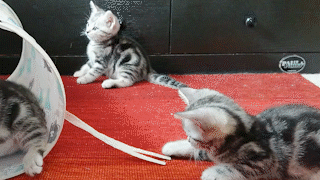 動物,犬,猫,しつけ,飼い方,育て方,病気,健康