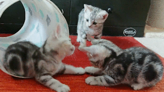 動物,犬,猫,しつけ,飼い方,育て方,病気,健康