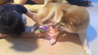 動物,犬,猫,しつけ,飼い方,育て方,病気,健康
