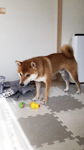 動物,犬,猫,しつけ,飼い方,育て方,病気,健康