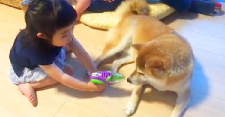 【演技力の見せどころ!】少女にオモチャの銃を突きつけられた柴犬くん。神対応が素敵だった♪