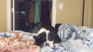 動物,犬,猫,しつけ,飼い方,育て方,病気,健康