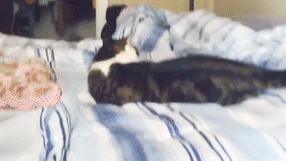動物,犬,猫,しつけ,飼い方,育て方,病気,健康