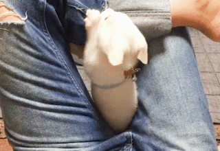 動物,犬,猫,しつけ,飼い方,育て方,病気,健康