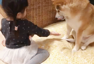 動物,犬,猫,しつけ,飼い方,育て方,病気,健康