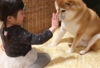 動物,犬,猫,しつけ,飼い方,育て方,病気,健康