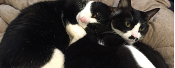 動物,犬,猫,しつけ,飼い方,育て方,病気,健康