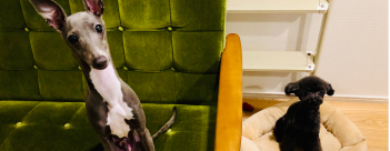 動物,犬,猫,しつけ,飼い方,育て方,病気,健康
