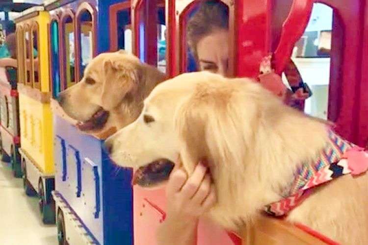 ゴールデン・レトリバー犬たちが汽車に乗って冒険へ出発〜っ☆ ニコニコ笑顔で楽しそうに乗る姿になごむ♪