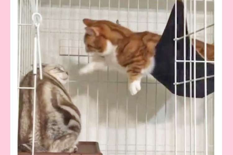 アメリカンショートヘアとマンチカンの猫パンチ対決 → 案の定、短いおてては無残にも空振りで（笑）