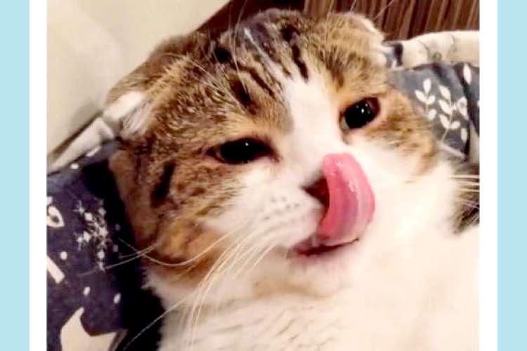 【かわいい三角ボタン】“スイッチ”を触られると舌をペロペロしちゃう猫さん。その場所というのは♪