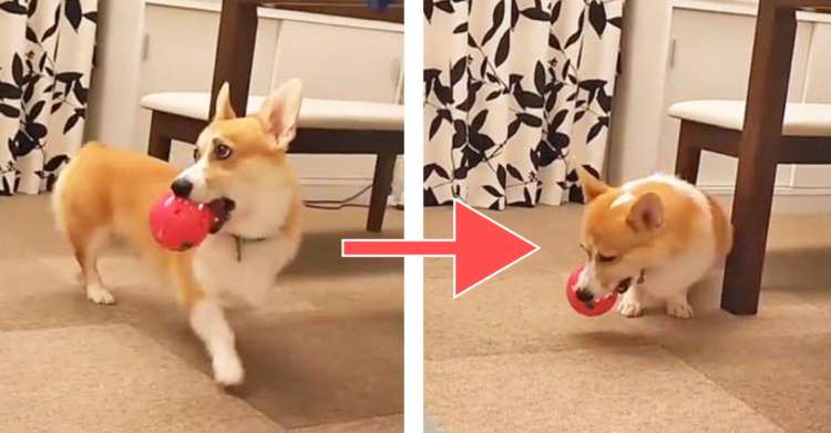 【分かりやすい反応】パパとの鬼ごっこを全力で楽しむコーギー犬♪ → でも遊びが終わりと分かると(笑)