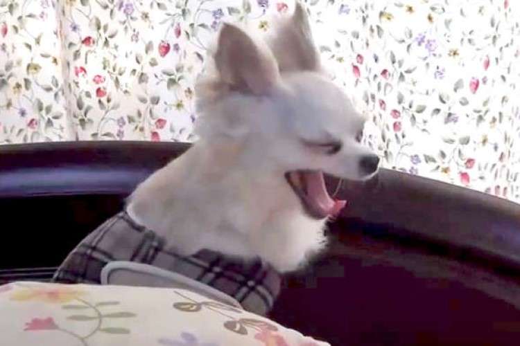 朝になり布団から顔を出すチワワ犬♪ まるで人のような、ぼけ〜っとした寝起き姿になごむ〜( *´艸｀)