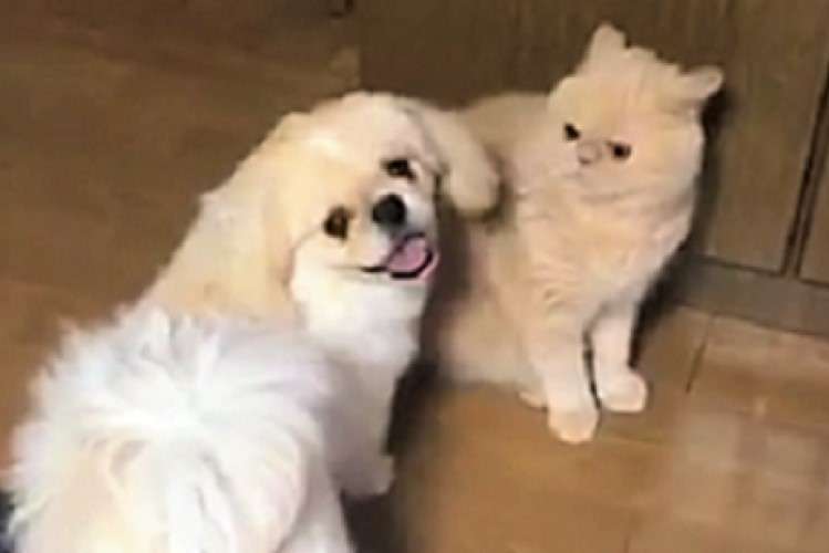 【何なんだニャ？】同居犬がお尻をくっつけてくる…困惑した猫さんの取った行動が (｡｀Д´｡)ﾉ
