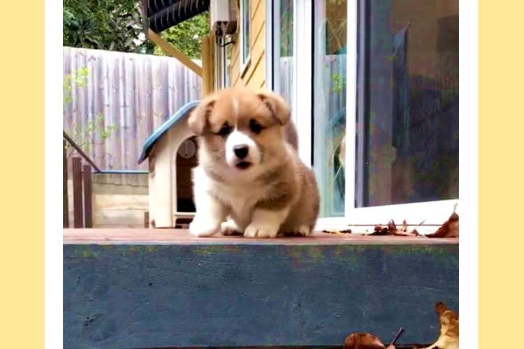 階段をひとりで登れたコーギー犬の赤ちゃん。「まだ降りたくないよ〜」と駄々をこねる姿に (*´ω`*)
