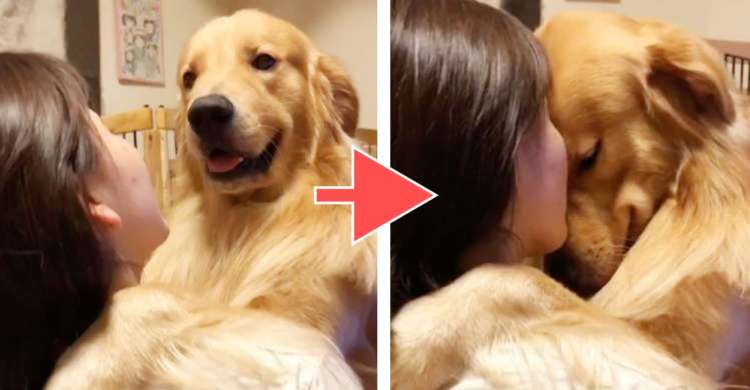 飼い主さんへラブ注入〜♡ 毎日欠かさず行われる愛の儀式。甘えん坊なゴールデン犬にきゅんッ♪