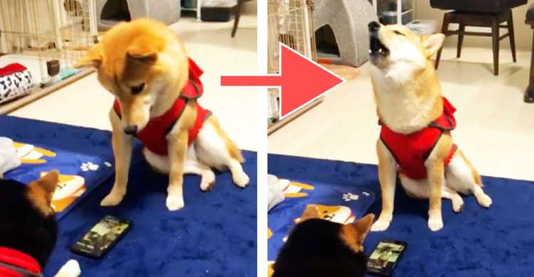 「これはだれ？」スマホに映った自分の姿に思わず雄叫び！動揺しまくりの柴犬ちゃんに笑いが止まらない♡