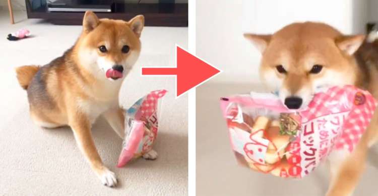 【柴犬くんが歓喜のパレード♡】自分専用のパンを入手。嬉しすぎてスキップが止まらない♪