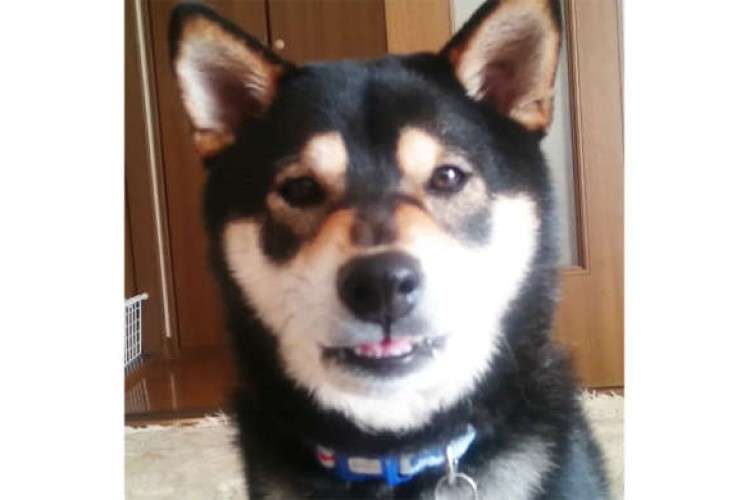 飼い主さんと一緒に「イヌ語」を勉強中の柴犬さん。→ 言えそうで言えない、そんな表情が愛らしくて♡