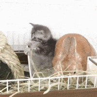 動物,犬,猫,しつけ,飼い方,育て方,病気,健康