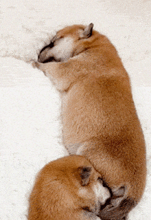 動物,犬,猫,しつけ,飼い方,育て方,病気,健康