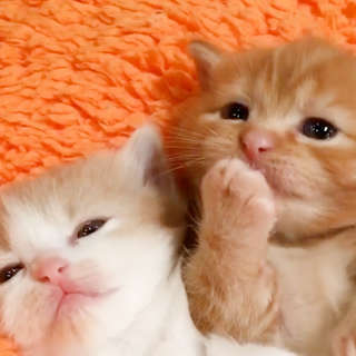動物,犬,猫,しつけ,飼い方,育て方,病気,健康