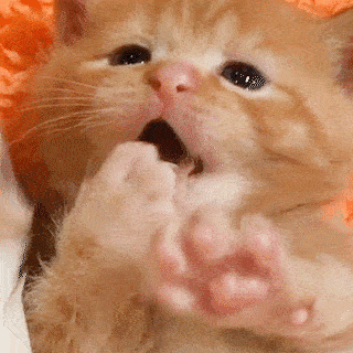 動物,犬,猫,しつけ,飼い方,育て方,病気,健康