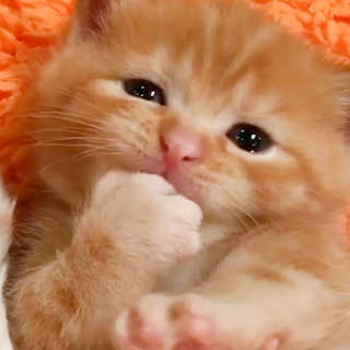 動物,犬,猫,しつけ,飼い方,育て方,病気,健康
