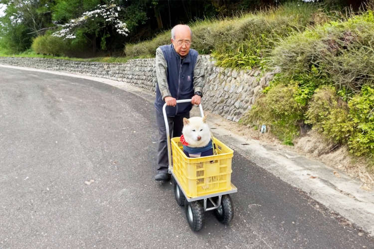 【動画】大好きなおじいちゃんと楽しいお散歩♪ “おにゅー”なバギーを手にした柴犬さんですが、実は…