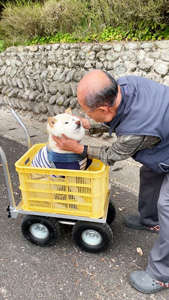 動物,犬,猫,しつけ,飼い方,育て方,病気,健康